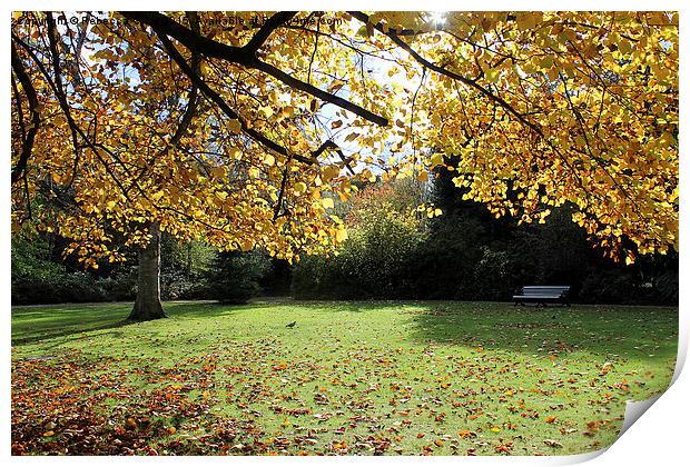  Greenwich Park in the Autumn Sunlight Print by Rebecca Giles