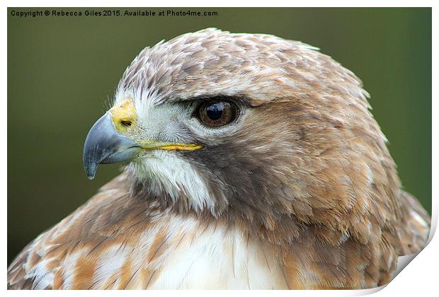  Broad-winged Hawk head shot  Print by Rebecca Giles