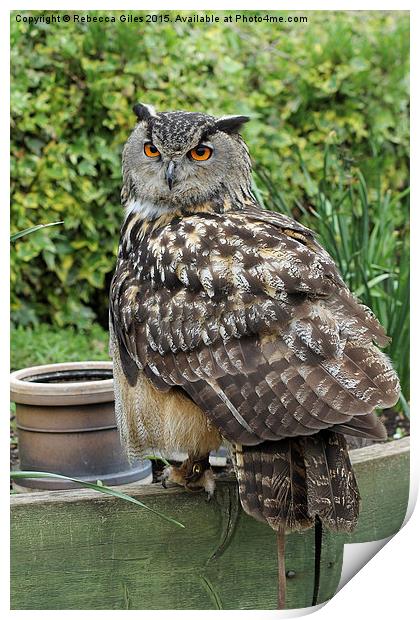  Eurasian Eagle Owl head on  Print by Rebecca Giles