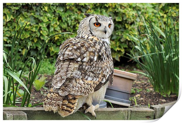  Eurasian Eagle Owl Print by Rebecca Giles