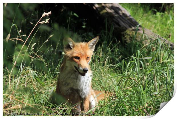 Fox in the summer sun Print by Rebecca Giles