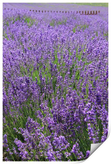 Lavender Fields Print by Rebecca Giles