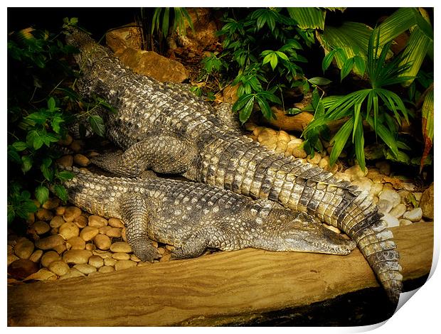 Crocodile Rock Print by Jay Lethbridge