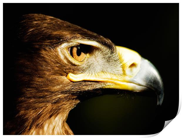 Eagle Eye - Steppes Eagle profile Print by Jay Lethbridge