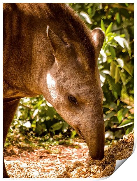 Tapir at Paignton Zoo Print by Jay Lethbridge