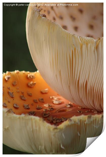 Mushroom! Mush! Print by peter campbell