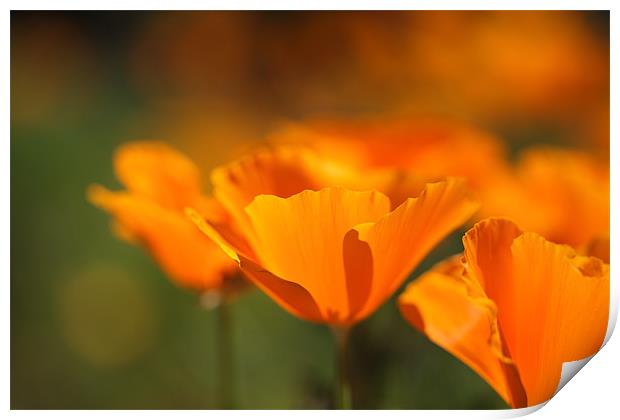 California Poppies Print by Nicholas Burningham