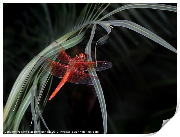 Crimson red dragonfly Print by Nicholas Burningham