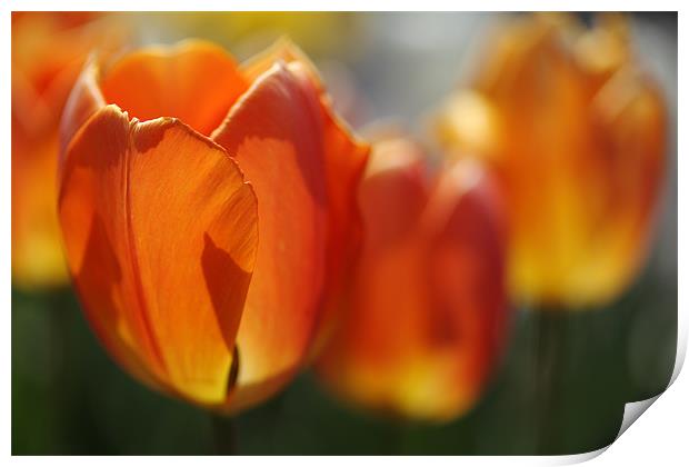 Burning Orange Tulips in Spring Print by Nicholas Burningham