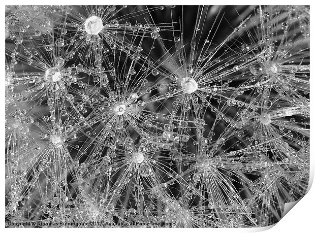 Wet dandelion Print by Nicholas Burningham