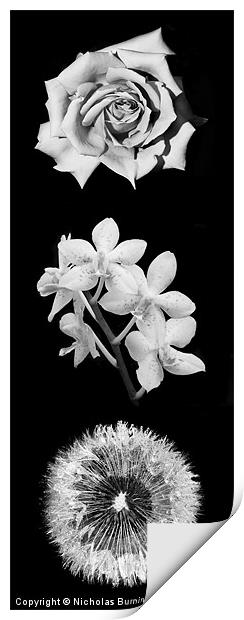 Three Flowers Print by Nicholas Burningham