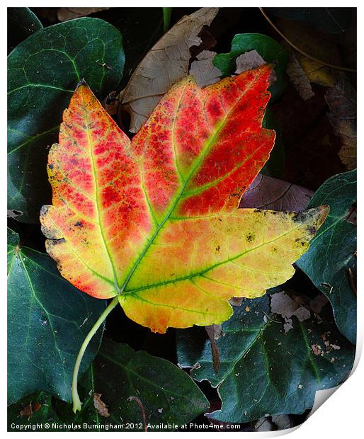 Fall leaves Print by Nicholas Burningham