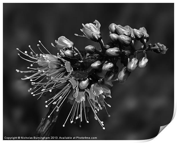 Caesalpinia pulcherrima tropical flower Print by Nicholas Burningham