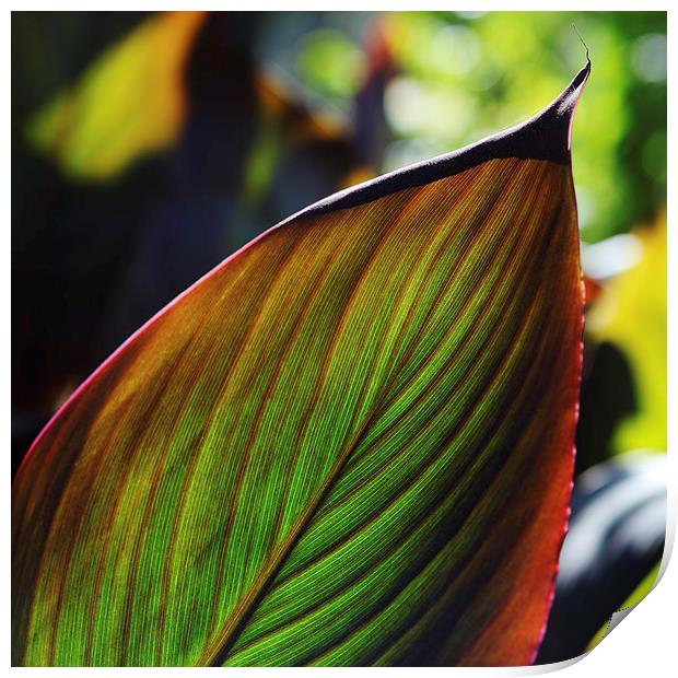 Colorful tropical leaf in the Fall Print by Nicholas Burningham
