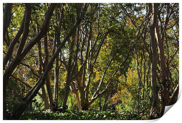 In the woods Print by Nicholas Burningham