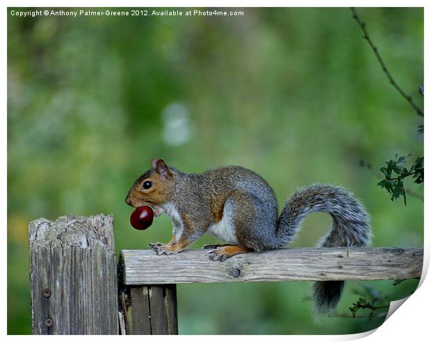 Squirrel Print by Anthony Palmer-Greene