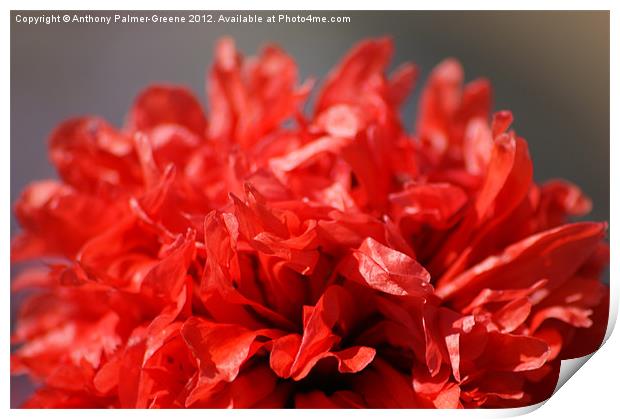 Red Poppy Print by Anthony Palmer-Greene
