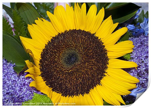 Bright Sunflower Print by Phil Emmerson