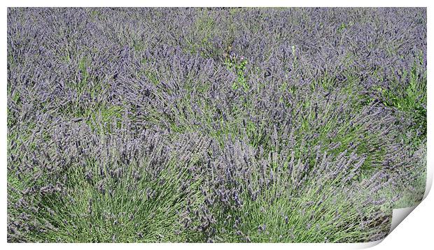 Lavender Sea Print by N C Photography