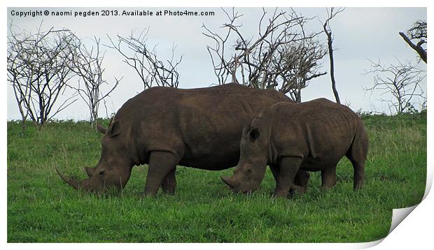 Mum and Son Rhinos Print by N C Photography