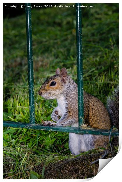 Cute little grey squirrel leaning on a fence Print by Jonny Essex