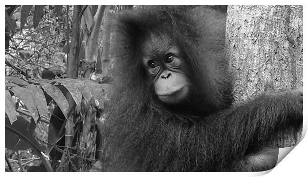 Orangutan in Borneo Print by Nicola Wood