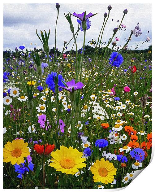 Wildflower meadow with various "arty" filter effec Print by Paula Palmer canvas
