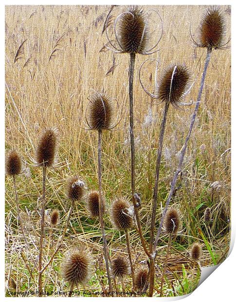Teasels and bulrushes Print by Paula Palmer canvas