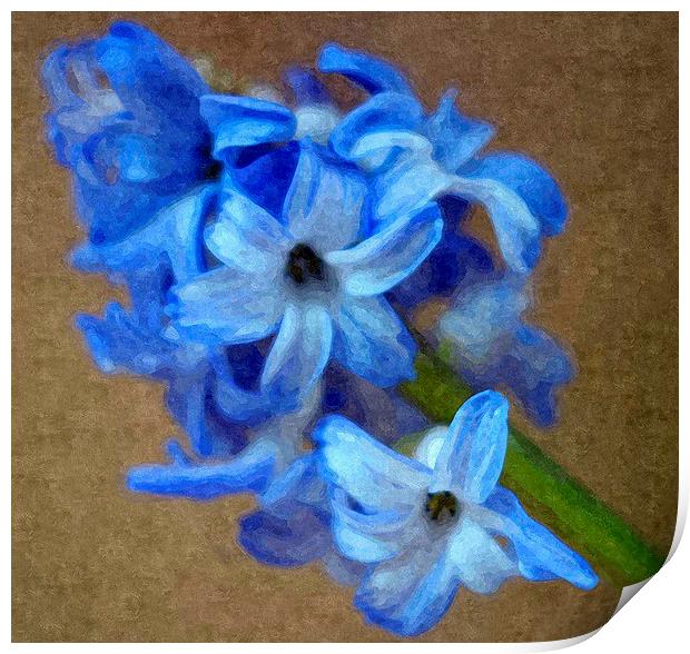 Spring , Blue Hyacinth Print by Paula Palmer canvas