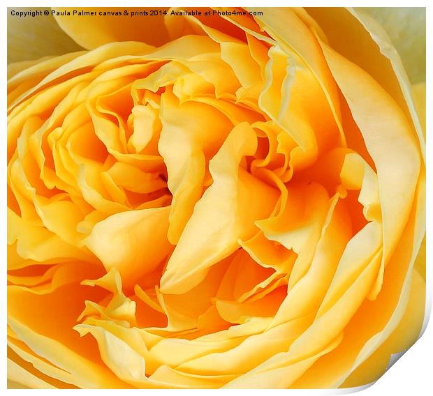 Yellow rose of ----- Print by Paula Palmer canvas