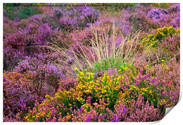  Exmoor flowers Print by Paula Palmer canvas