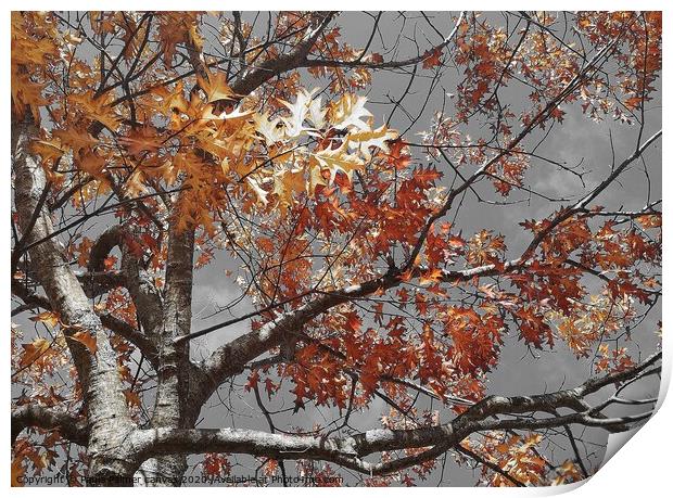 Acer tree colour in autumn Print by Paula Palmer canvas