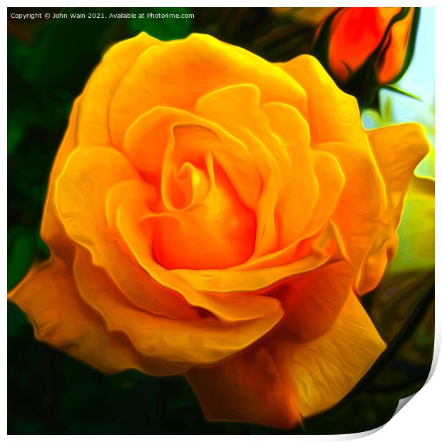 Yellow Rose (Digital Art) Print by John Wain