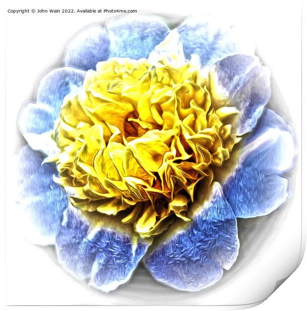 Yellow Camellia (Digital Art) Print by John Wain