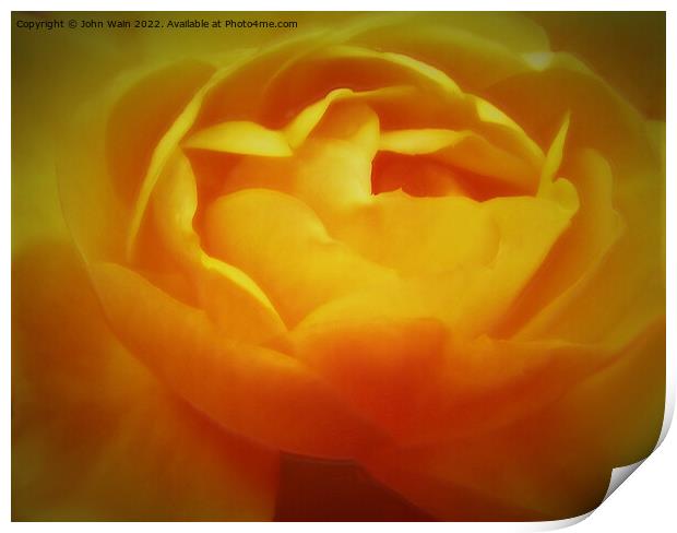 Yellow Rose with a little soft focus (Digital Art) Print by John Wain
