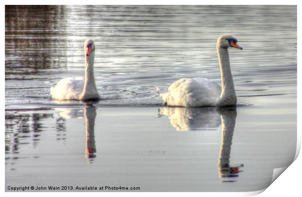 Bonded Swans on the Canal Print by John Wain