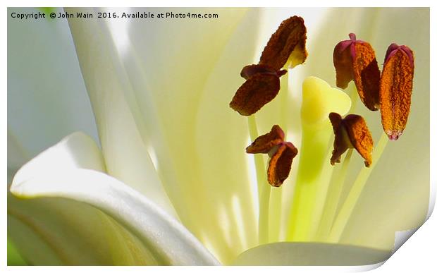 White Lily (Digital Art) Print by John Wain