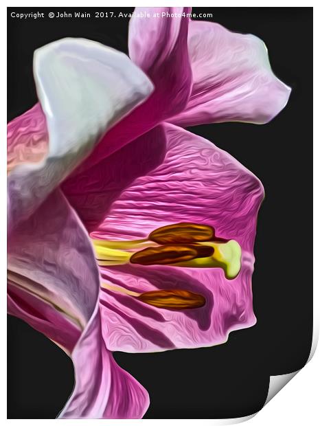 Lily (Digital Art) Print by John Wain