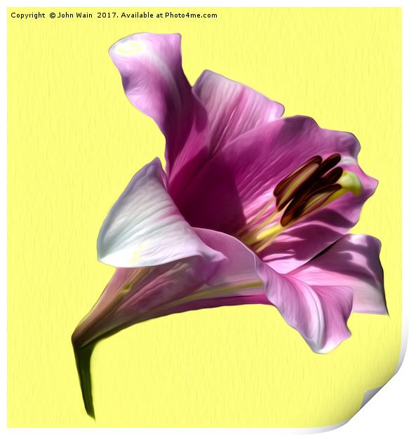 Lily (Abstract Digital Art) Print by John Wain