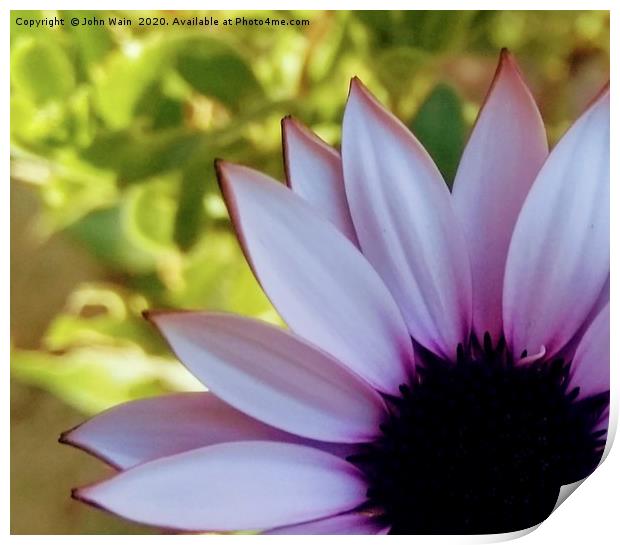 African Daisy Print by John Wain