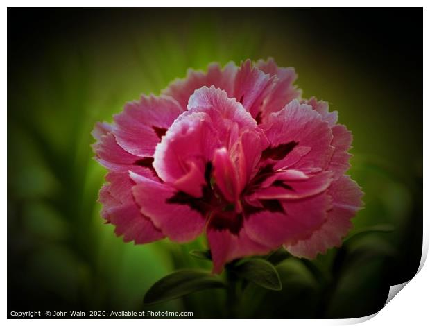 Pink Carnation (Digital Art) Print by John Wain