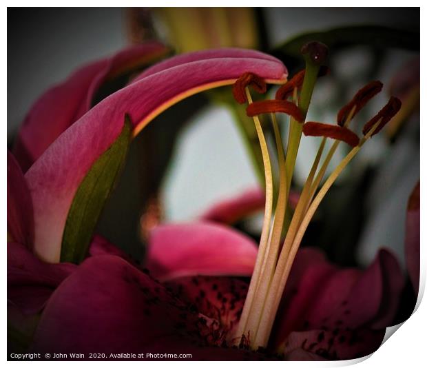 Oriental Lily (Digital Art)  Print by John Wain