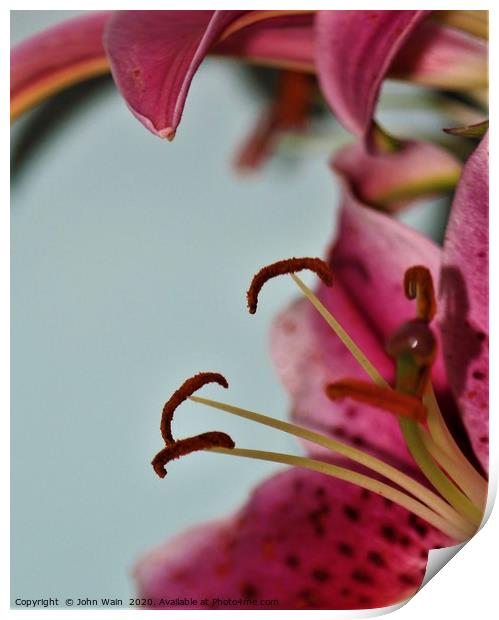 Oriental Lily (Digital Art) Print by John Wain