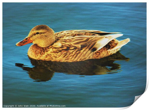 Lady Duck (Digital Art) Print by John Wain