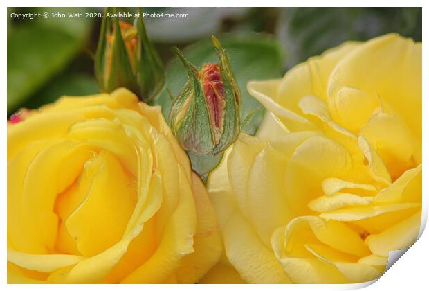 Lovely Yellow Roses (Digital Art) Print by John Wain