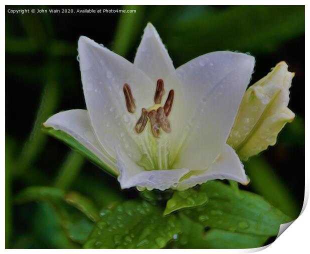 White Lily (Digital Art)  Print by John Wain