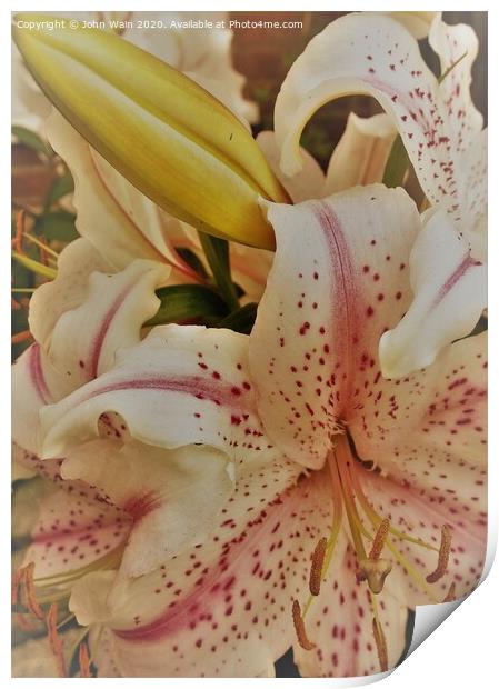 Lilies Print by John Wain