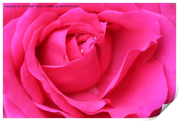 Pink Hybrid Tea Rose Print by John Wain