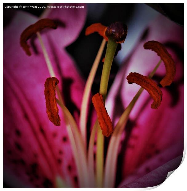 stargazer lily  (Digital Art) Print by John Wain