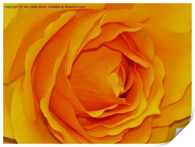 Yellow Rose (Digital Art) Print by John Wain
